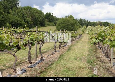 Le viti si avvicinano alla pausa di germoglio al vigneto di Thorncroft, Surrey, Regno Unito, giugno 2020 Foto Stock