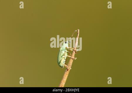 Un'amazzina a naso largo (Polydrusus pterygomalis) che sale sul fusto della pianta Foto Stock