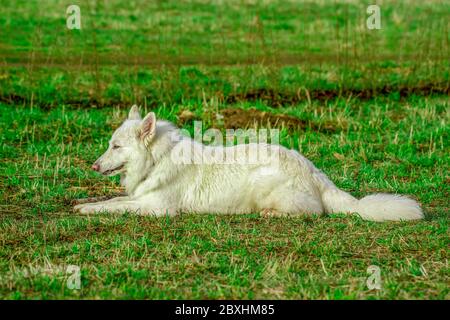 Portait di un pastore svizzero bianco che giace in un campo. Primo piano di un cane in attesa in erba alta. Foto Stock