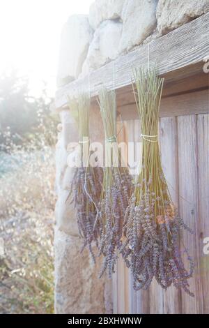 Mazzi di lavanda che asciugano al sole Foto Stock