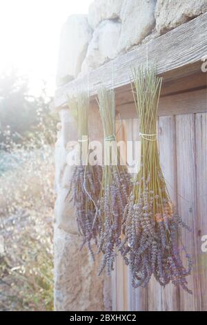 Mazzi di lavanda che asciugano al sole Foto Stock