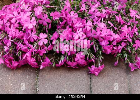 Fiori rosa Cheddar (dianthus gratianopolitanus) nel giardino. Foto Stock