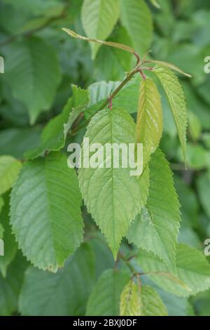 Foglie dentate dentellate di un ciliegio che pendono giù. Specie precisa sconosciuta, ma buon esempio di foglie di margine seghettate. Metafora della coltivazione della frutta. Foto Stock