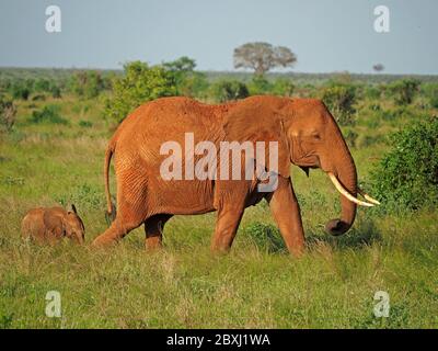Femmina (mucca) elefante africano (Loxodonta africana) con piccolo bambino (vitello) coperto di caratteristico fango rosso nel Parco Nazionale di Tsavo Est, Kenya, Africa Foto Stock