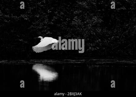 Riflessi di ali di uccelli sull'acqua Foto Stock