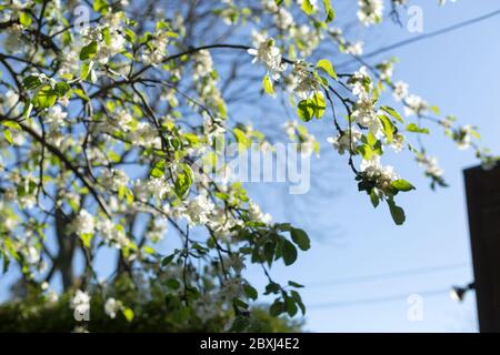 Toronto Ontario giardino esterno albero di mele impollinato da api bumble in primavera Foto Stock