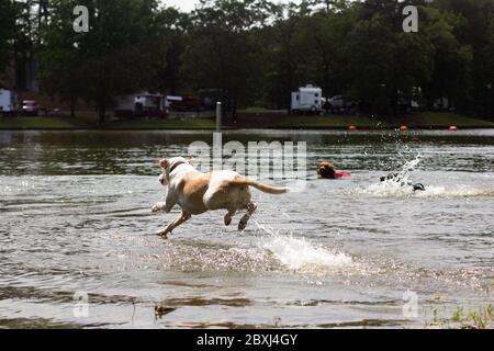White Lab che salgono in un lago pubblico durante l'estate Foto Stock