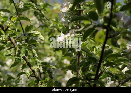 Toronto Ontario giardino esterno albero di mele impollinato da api bumble in primavera Foto Stock