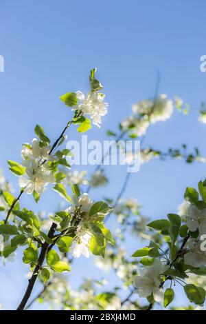 Toronto Ontario giardino esterno albero di mele impollinato da api bumble in primavera Foto Stock