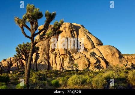 Parco nazionale di Joshua Tree paesaggio Foto Stock