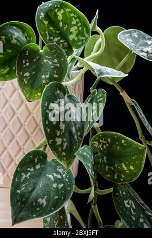 Satin pothos (Scindapsus pictus 'Argyraeus') pianta di casa in vaso bianco su sfondo scuro. Splendido dettaglio della pianta finale su sfondo scuro. Foto Stock