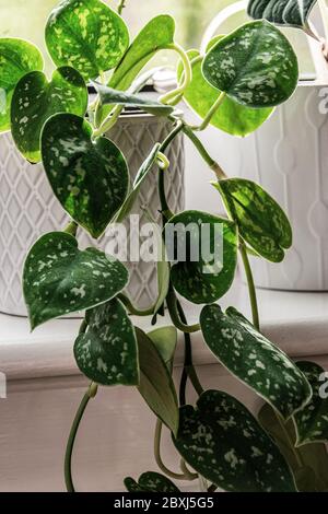 Pianta di casa di Satin pothos (scindapsus pictus) in un vaso bianco che scende da un davanzale soleggiato. Attraente dettaglio di pianta domestica con foglie argentate. Foto Stock