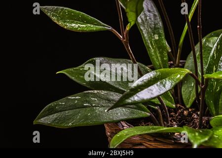 Pianta di cera (hoya pubicalyx) - fogliame variegato su sfondo nero. Esotico hoya houseplant dettaglio. Foto Stock