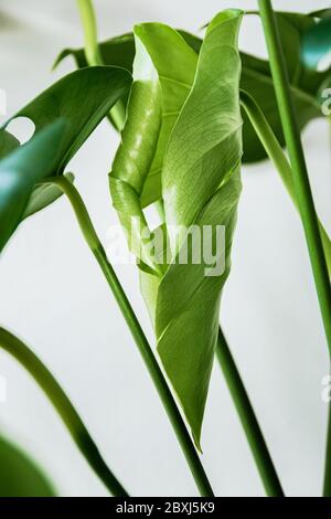 Nuova foglia su pianta di Monstera Deliciosa su fondo bianco. Primo piano su un fogliame verde appena formato di una pianta domestica tropicale al chiuso. Foto Stock