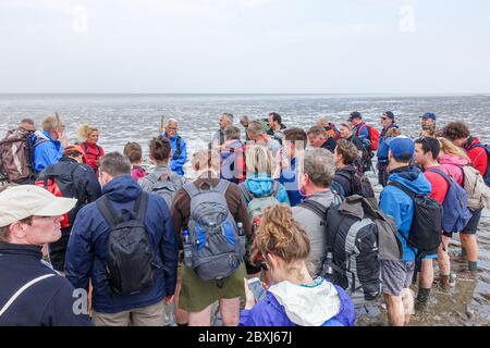 Escursioni a piedi su terreni fangati (Wadlopen, Wattwandern, Vadehavsvandring) tra i Paesi Bassi continentali (Frisia) e l'isola di Ameland Foto Stock