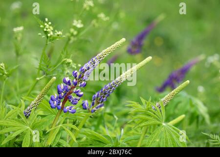 Lupini viola che fioriscono in un prato soleggiato. Fiori estivi in erba verde Foto Stock