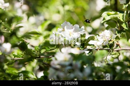 Toronto Ontario giardino esterno albero di mele impollinato da api bumble in primavera Foto Stock