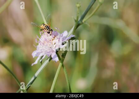 Syrphus ribesii, un tipo di volata che sembra una vespa, nutrendo su un fiore selvaggio, vista frontale Foto Stock