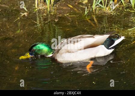 Anatra o drake di mallard maschile Foto Stock