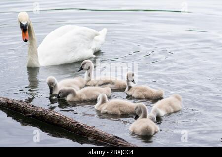 Sette sette giovani cigneti soffici sull'acqua con un genitore vigile - famiglia cigno muto cigno Foto Stock