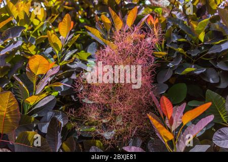 Foglie e fiori di una coggygria Cotinus - Viola Smoke Bush durante la primavera in un giardino nel sud dell'Inghilterra, Regno Unito Foto Stock