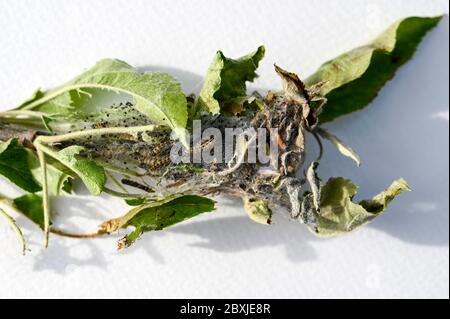 Una larva di merlatura di mele erminio, Yponomeuta malinellus, con caterpille pupazzo all'interno. Foto Stock