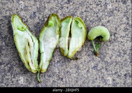 Il frutto distorto di prugne di damson causato da malattia della tasca della prugna, galline di prugne, o Taphrina pruni. Le tasche sono disseate mostrando l'interno. Foto Stock