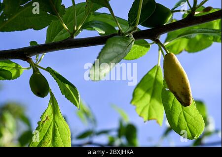 Il frutto distorto di prugne di damson causato da malattia della tasca della prugna, galline di prugne, o Taphrina pruni. Foto Stock