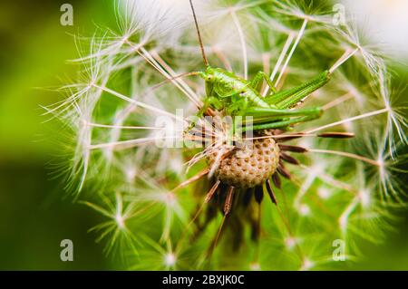 Gracshopper verde crogiolarsi in un dente di leone su un prato Foto Stock