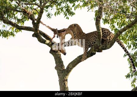 leopardo femminile che rimuove una gazzella morta da un albero dopo che il suo cucciolo ha finito di mangiare. Immagine presa in Masai Mara, Kenya. Foto Stock