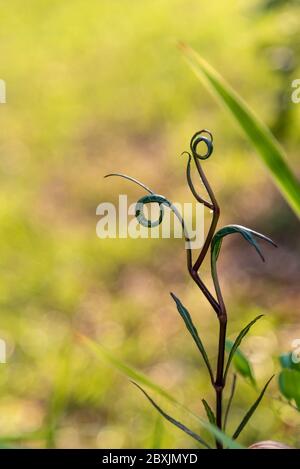 Spirali di nuova crescita di una pianta di Petunie messicana piuttosto viola. Ornamentale grazioso per i iarde o giardini ma può essere invasivo Foto Stock