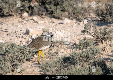 Northern Black Korhaan, conosciuto anche come la Bustard dalla fiaccola bianca. Immagine ripresa nel Parco Nazionale di Etosha, Namibia. Foto Stock