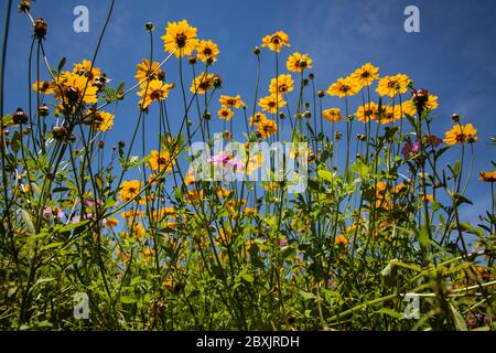 Florida Wildflowers Foto Stock