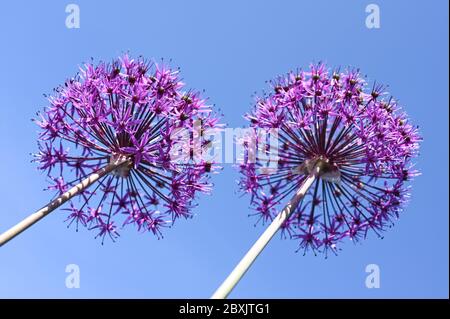 Due fioriture dell'allio 'sensazione viola' contro un cielo blu chiaro. Foto Stock