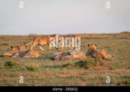 Un cucciolo di leone gioca con un ciuffo di erba mentre il suo fratello afferra sulla sua coda. Altri tre cuccioli guardano sopra. Immagine presa in Masai Mara, Kenya. Foto Stock