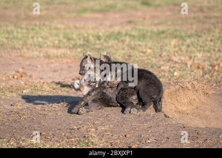 I cuccioli di iena molto giovani si siedono al sole, giocando fuori della loro tana. Immagine presa nel Maasai Mara, Kenya. Foto Stock