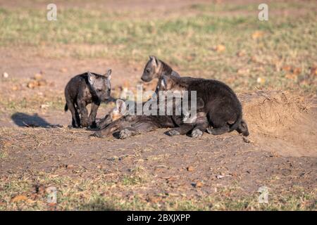 I cuccioli di iena molto giovani si siedono al sole, giocando fuori della loro tana. Immagine presa nel Maasai Mara, Kenya. Foto Stock