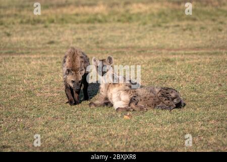 Iene adulte e giovanili che giacciono nell'erba. Immagine presa in Masai Mara, Kenya. Foto Stock