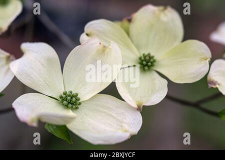 Primo piano di un albero di dogwood in piena fioritura Foto Stock