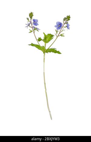 Becco di legno (Geranium sylvaticum) isolato su sfondo bianco. Foto Stock