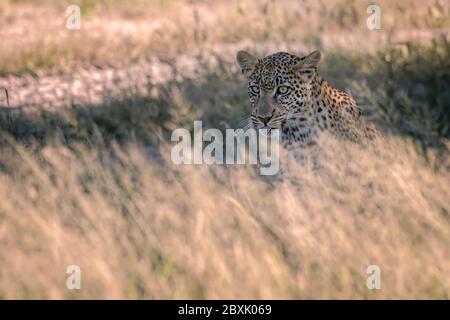 Un leopardo femminile adulto si nasconde all'ombra di erba alta retroilluminata. Immagine ripresa nel Delta dell'Okavango, Botswana. Foto Stock