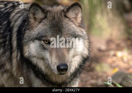Primo piano ritratto di un lupo di legno (lupo grigio o lupo grigio). Foto Stock