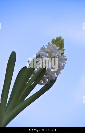 Immagine di un giacinto (Giacinthus) in fiore. Il ramo con fiori bianchi contrasta con il cielo blu Foto Stock