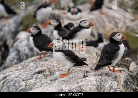 Una colonia di puffini si trova sulle rocce di Staple Island, parte dell'isola di Farne nel Regno Unito. Foto Stock