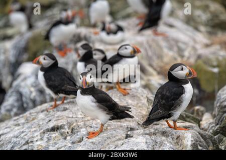 Una colonia di puffini si trova sulle rocce di Staple Island, parte dell'isola di Farne nel Regno Unito. Foto Stock