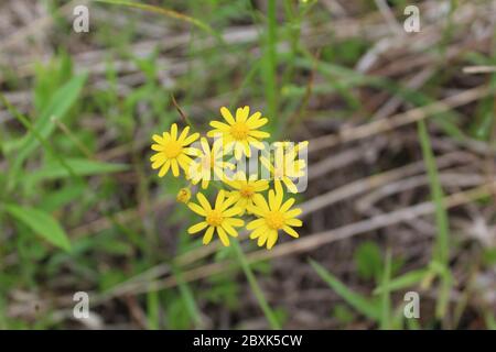 Un gruppo di fiori di farfalle a Miami Woods a Morton Grove, Illinois Foto Stock