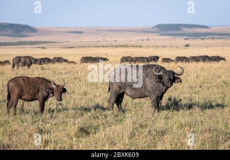 Madre capo bufalo con un giovane vitello vicino al suo fianco, con il resto della mandria che mostra sullo sfondo. Immagine presa in Masai Mara, Kenya. Foto Stock