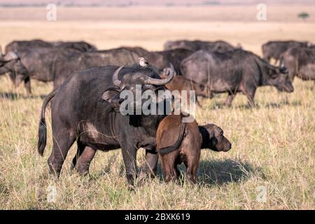 Madre capo bufalo con un giovane vitello vicino al suo fianco, con il resto della mandria che mostra sullo sfondo. Immagine presa in Masai Mara, Kenya. Foto Stock