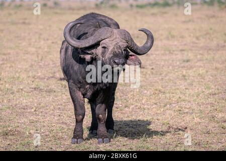 Primo piano di un grande bufalo maschile che guarda direttamente alla fotocamera. Immagine presa in Masai Mara, Kenya Foto Stock