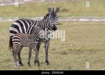 Una zebra bambino si nutre contro la madre mentre si bagna in un improvviso rainstorm. Immagine presa in Masai Mara, Kenya. Foto Stock